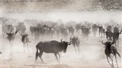 Kouzelná Maasai Mara s pobytem u moře