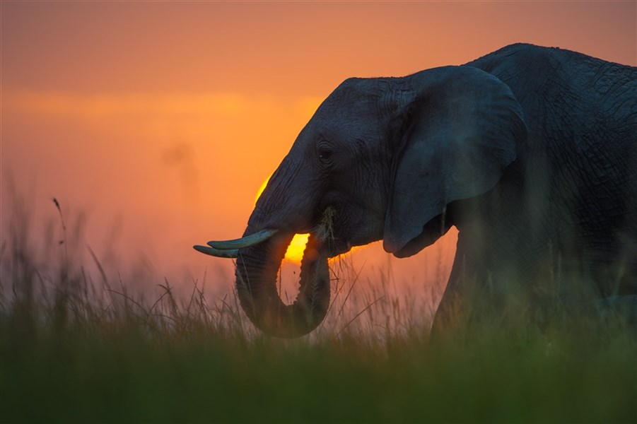 Národní park Tsavo s pobytem u moře