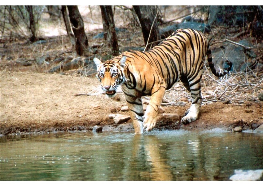 To nejlepší z Indie a tygři v Ranthambore