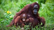 Za orangutany na Borneo