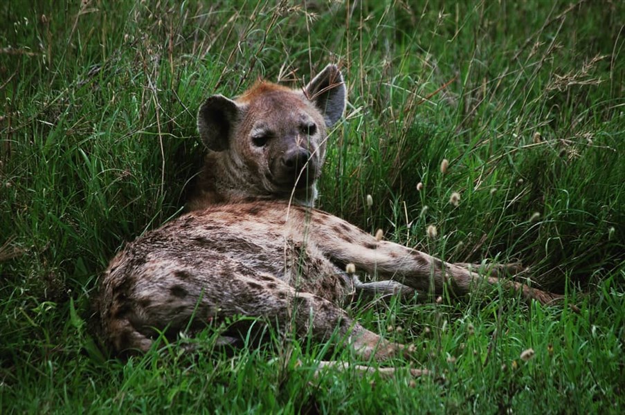 To nejlepší z Tanzánie s pobytem na Zanzibaru