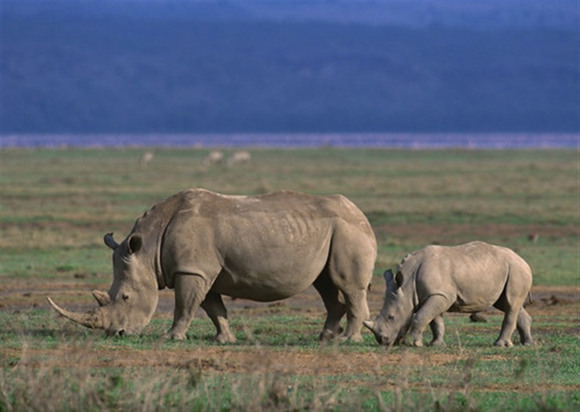 Safari s pobytem na Zanzibaru