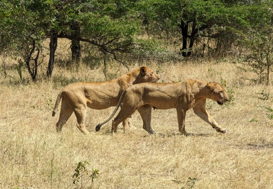 Pobyt na Zanzibaru s jednodenním safari - Zanzibar