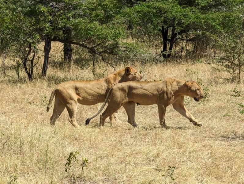 Pobyt na Zanzibaru s jednodenním safari