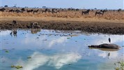 Pobyt na Zanzibaru s dvoudenním safari