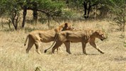 Pobyt na Zanzibaru s dvoudenním safari